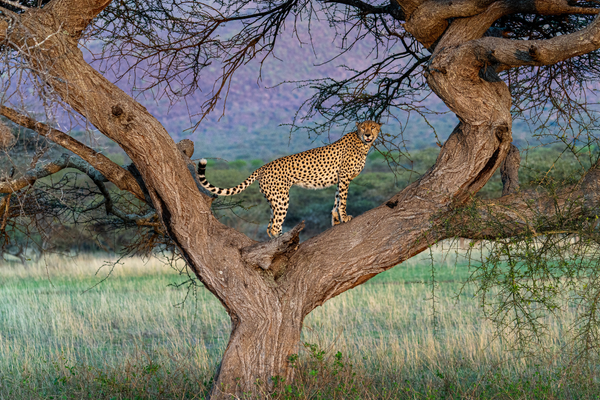 Giraffe and Mount Kilimanjaro